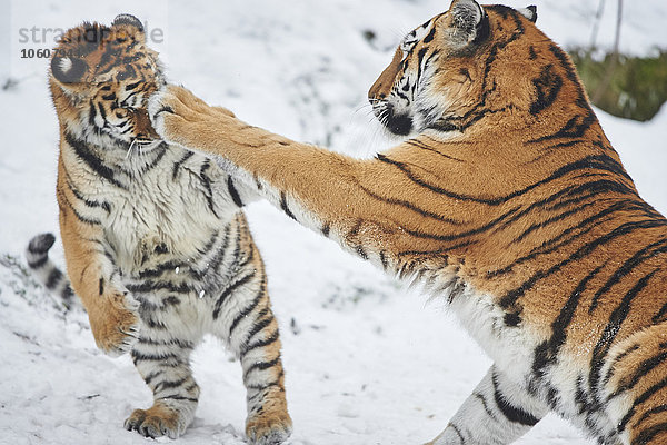 Sibirische Tiger  Panthera tigris altaica  Deutschland  Europa