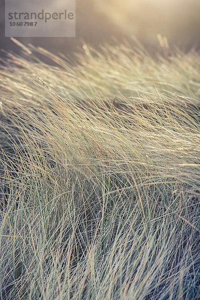 Dünengräser im Sonnenlicht  Sylt  Schleswig-Holstein  Deutschland  Europa