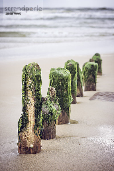 Algen an Buhnen  Westerland  Sylt  Schleswig-Holstein  Deutschland  Europa