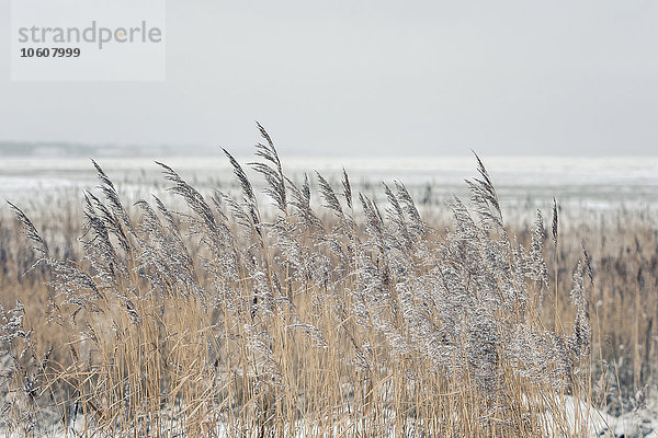 Schilf im Frost  Sylt  Schleswig-Holstein  Deutschland  Europa