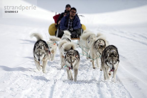 Schlittenhunde ziehen einen Schlitten  Grönland  Europa