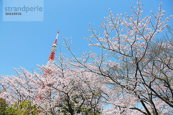 Kirschblüten in voller Blüte und Tokyo Tower