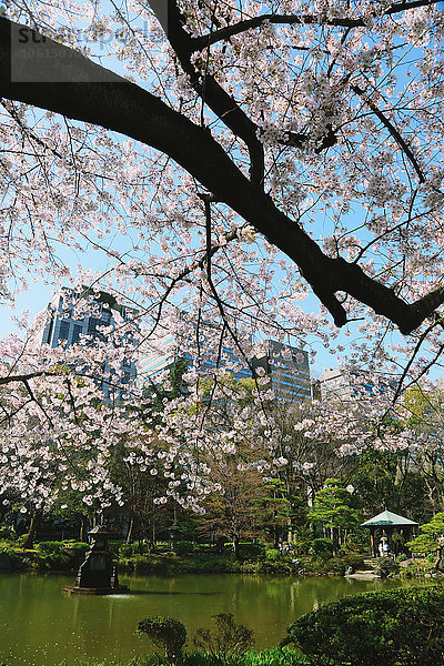 Kirschblüten in voller Blüte in Tokio