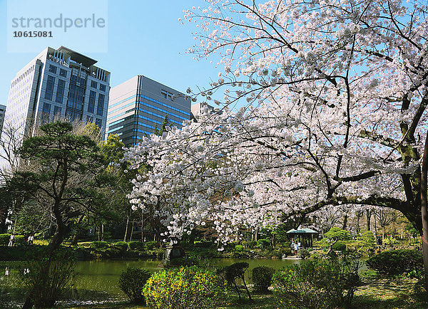 Kirschblüten in voller Blüte in Tokio