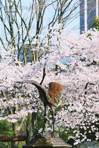 Kirschblüten in voller Blüte in Tokio