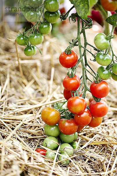 Unreife Tomaten auf dem Feld