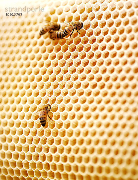 Bienen auf Honigwaben