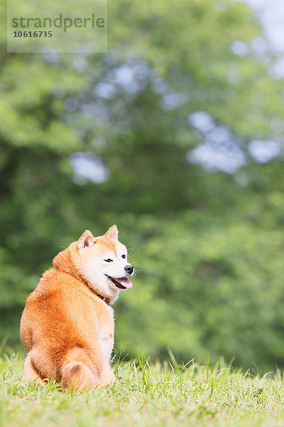 Shiba Inu als Haustier in einem Stadtpark