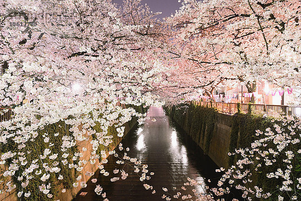 Kirschblüten in voller Blüte am Meguro-Fluss  Tokio  Japan