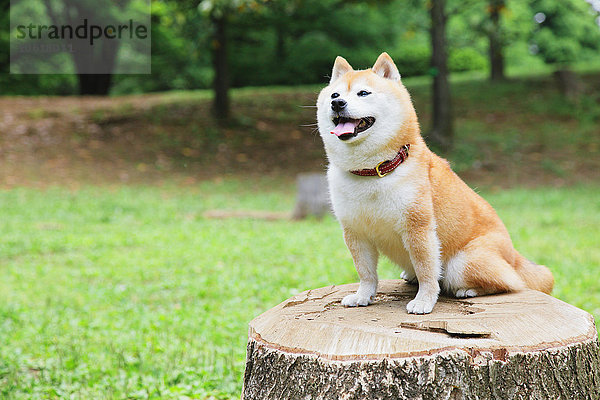 Shiba Inu als Haustier in einem Stadtpark