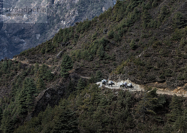 Nepal  Himalaya  Khumbu  Packtiere auf dem Wanderweg