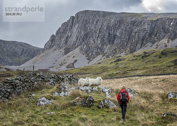 UK  Wales  Cadair Idris  Cyfrwy Arete  Frau beim Wandern auf Schafweide