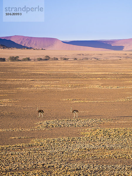 Afrika  Namibia  Namibwüste  afrikanische Strauße