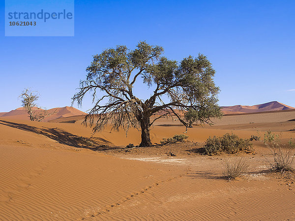 Namibia  Hardap  Naukluft Park  Kameldorn am Rande der Namib Wüste