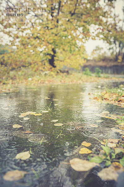 Regen in einer Pfütze im Herbst