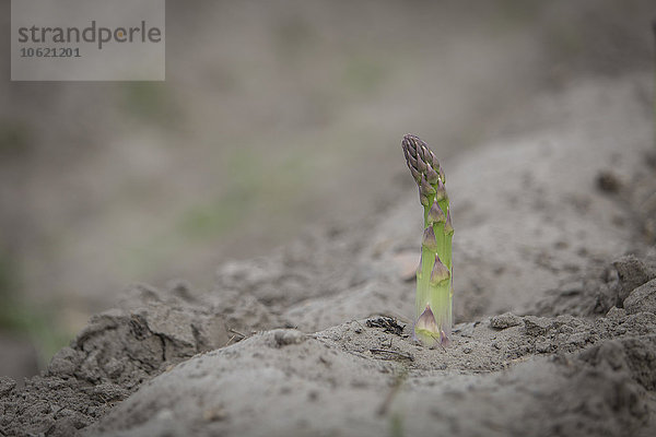 Spargelspieß auf einem Feld im Mai