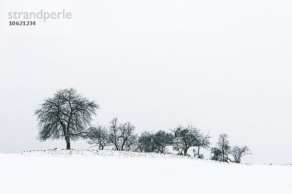 Deutschland  Uckermark  Bäume im Winter