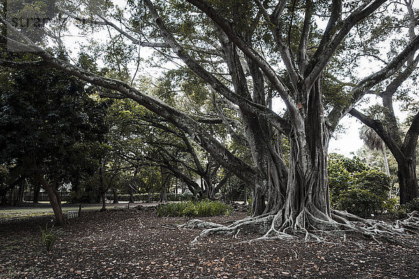 USA  Florida  Fort Myers  Indischer Banyan