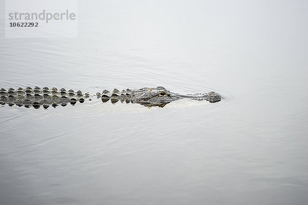 USA  Florida  Fort Myers  Six Mile Cypress Slough Preserve  Alligator im Wasser