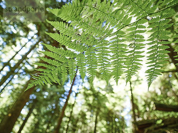 Kanada  British Columbia  Farnurlaub  Polypodiopsida  im Wald