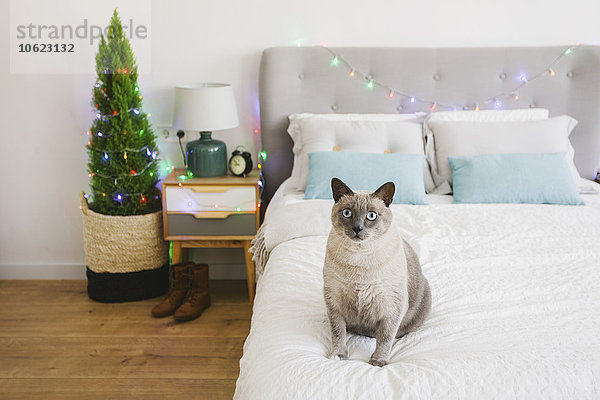 Katze auf dem Bett sitzend zur Weihnachtszeit