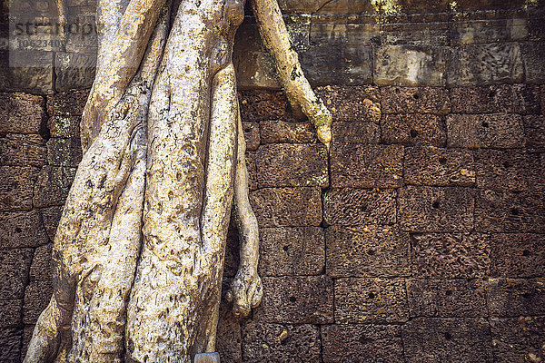 Kambodscha  Baumwuchsmauer im Angkor Thom Tempelkomplex