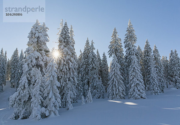 Deutschland  Bayern  Böhmerwald im Winter