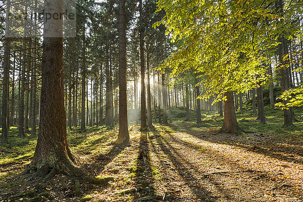 Tschechien  Region Ustecky  Wald in der Böhmischen Schweiz