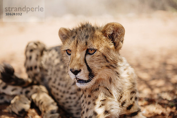 Namibia  Porträt eines Gepardenjungen