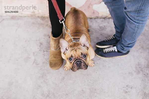 Porträt einer französischen Bulldogge  die zwischen den Besitzern steht und zur Kamera aufschaut.