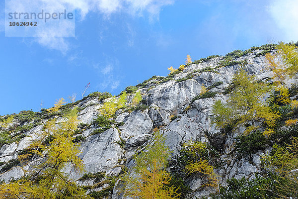 Berchtesgadener Alpen  Felswand  Bäume im Herbst