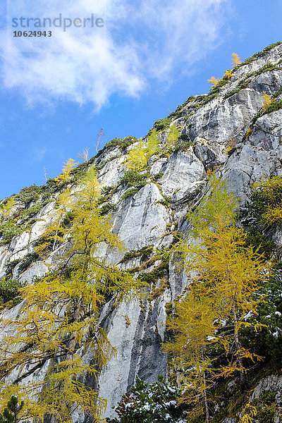 Berchtesgadener Alpen  Felswand  Bäume im Herbst