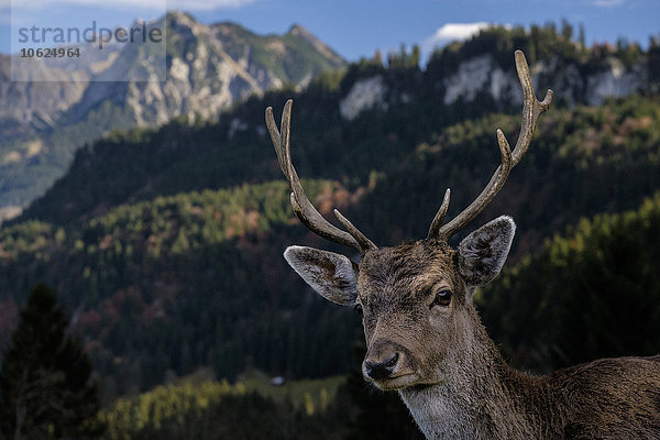 Deutschland  Allgäu  Portrait des Damhirsches