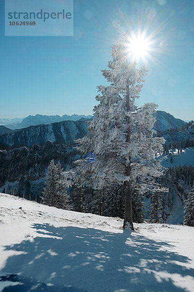 Deutschland  Bayern  Chiemgau  Kampenwand  Baum im Winterlandschaft im Gegenlicht