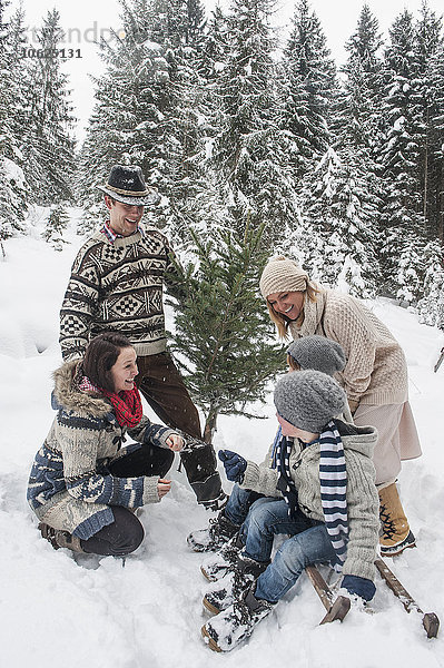 Österreich  Altenmarkt-Zauchensee  glückliche Familie mit Weihnachtsbaum im Winterwald