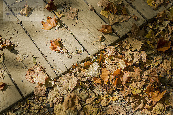 Herbstblätter auf Erde und Holzsteg