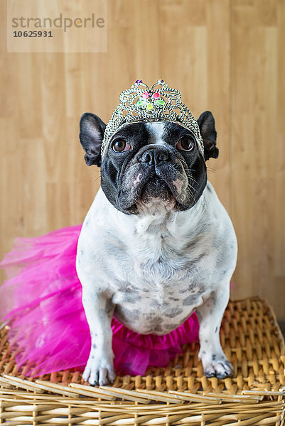 Porträt der französischen Bulldogge als Prinzessin verkleidet
