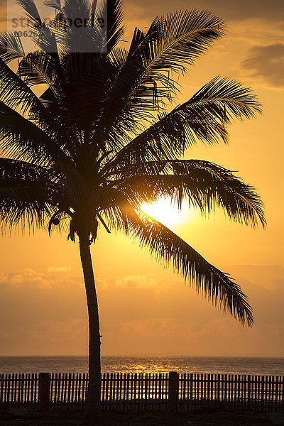 Indonesien  Insel Sumbawa  Palme und Zaun gegen die Sonne