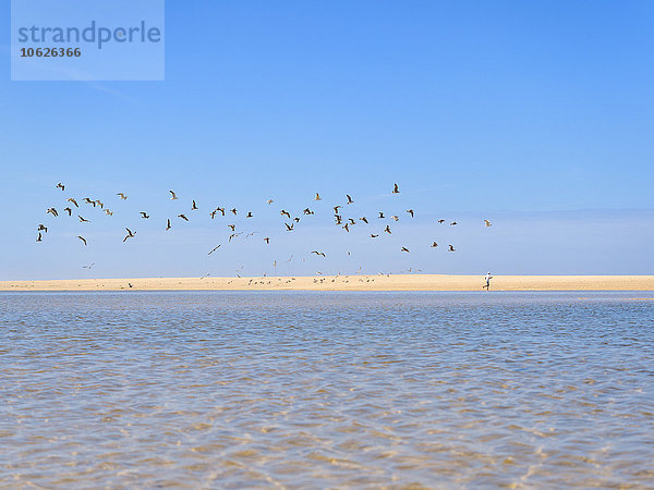 Portugal  Sao Pedro de Moel  Blick auf den Strand mit Jogger und Vogelschwarm im Vordergrund