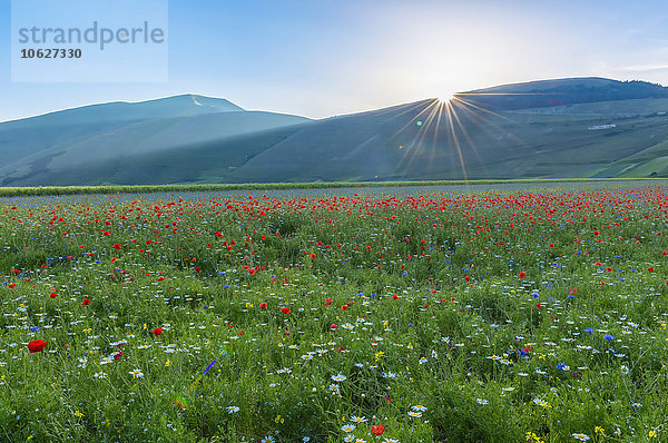 Italien  Blick auf den Parco Nazionale dei Monti Sibillini  Blütezeit am Piano Grande von Castelluccio von Norcia