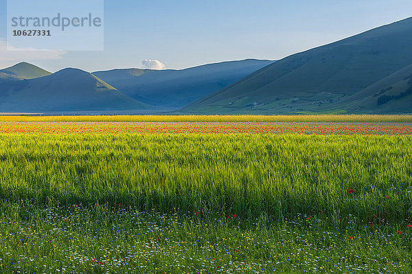 Italien  Blick auf den Parco Nazionale dei Monti Sibillini  Blütezeit am Piano Grande von Castelluccio von Norcia bei Sonnenuntergang