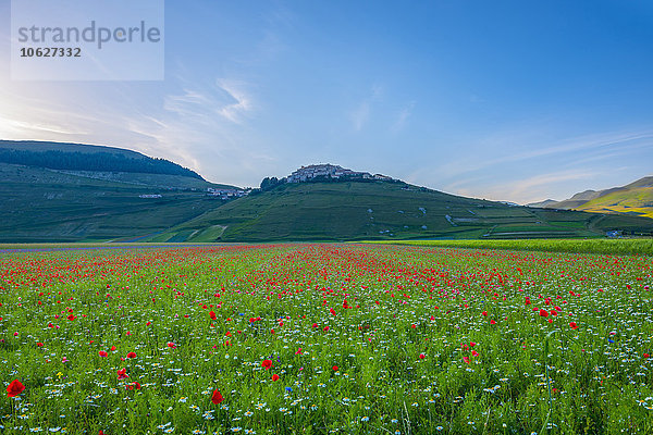 Italien  Blick auf den Parco Nazionale dei Monti Sibillini  Blütezeit am Piano Grande von Castelluccio von Norcia