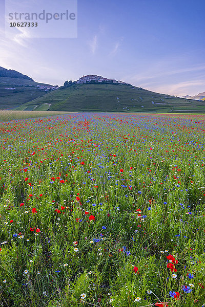 Italien  Blick auf den Parco Nazionale dei Monti Sibillini  Blütezeit am Piano Grande von Castelluccio von Norcia