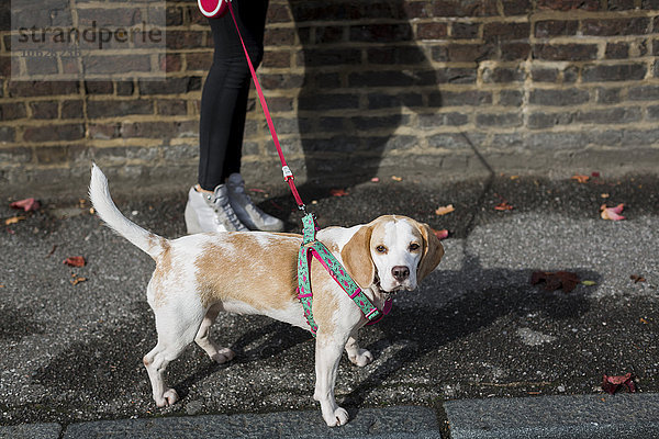 UK  London  Hund geht Walkies in der Stadt