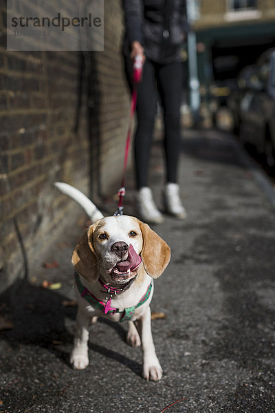 Porträt des leckenden Hundes auf dem Bürgersteig stehend