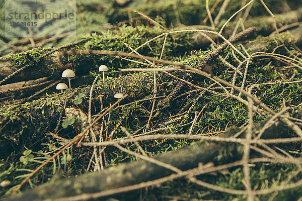 Winzige ungenießbare Pilze zwischen Zweigen und Moos im Nadelwald
