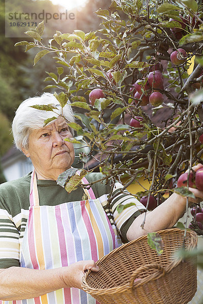 Seniorin beim Äpfel pflücken