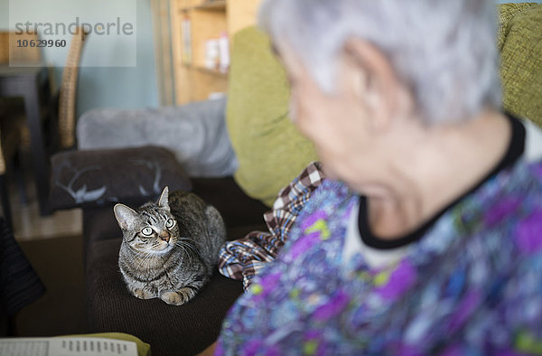 Seniorin und Tabbykatze auf der Couch zu Hause  die sich gegenseitig anschauen