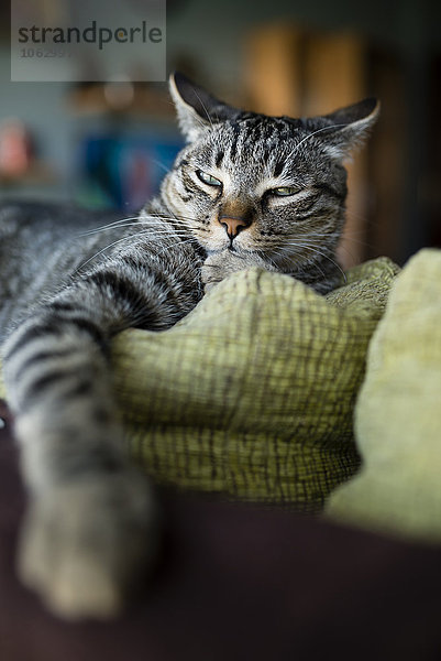 Porträt einer Katze  die auf der Rückenlehne der Couch schlummert.