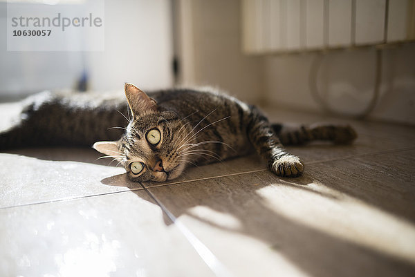 Tabby Katze auf dem Küchenboden liegend